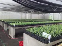 Vivero de aclimatación Centro Nacional de Cultivo de Tejido INTA Nicaragua