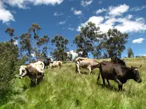 Vacas Criollas en Huasta
