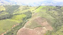Aguacate Hass y lecheria especializada 2000 msnm