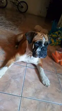 Mi preciosa Kleo..