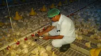 poultry Specialist