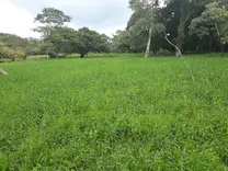Pasto taner - Brachiaria arrecta