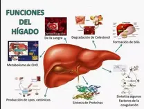 Funciones de Higado