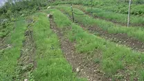 Cultivo Orgánico de la Cebolla