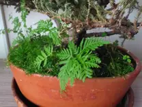 Bonsai fertilizado orgánicamente