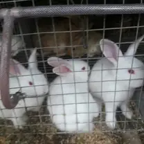 Crias de conejos