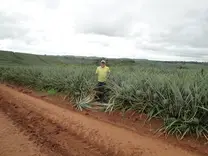 Inspección en cultivo de piña MD2