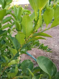 cítricos