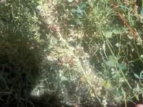 Alfalfa atacada por Cuscuta en el Valle del Río Colorado