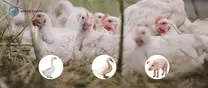 ZHENG CHANG Livestock & Poultry Feed Production Line