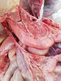 Hemorrhage on serosal surface and mesentery, broilers 23 day old