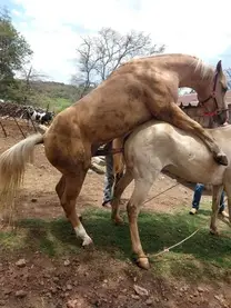caballo castrado puede dejar infertil yegua