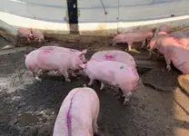Venta de Cerdo en Pie