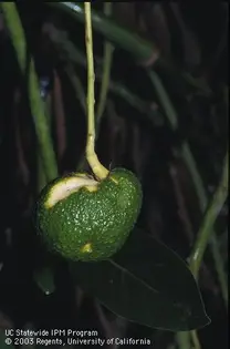 Fruto de aguacate deformado y rayado por el viroide de la mancha solar de aguacate.