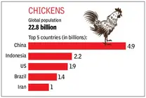 Los 5 países que tienen más pollos en el mundo