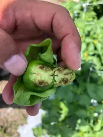 Deficiencia de Calcio (Ca) en tomatillo