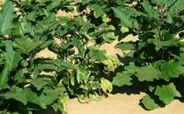 Planta de Berenjena (Solanum melongena) atacada por Verticillium spp
