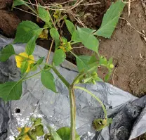 Tomate de Cascara  (Physalis ixocarpa) atacado por Cancer bacteriano