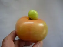 Fruto de tomate con un fruto emergiendo
