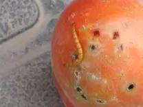 Gusano de Alambre Atacando Frutos de Tomate