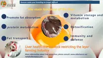 how important of liver health on the lying hens