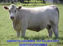 305 vaca  Angus Blanco 2 años parida