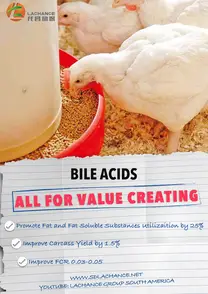 Los ácidos biliares mejoran el crecimiento de los pollos de engorde