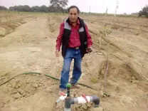 CULTIVO DE PALTA HASS CON RIEGO TECNIFICADO EN OLMOS PERU