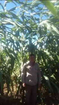 Sorgo gigante 002E..Agricomseeds bolivia
