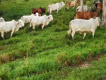 Vacas horras preñadas y próximas a parir, Cipango Magdalena Medio, Colombia