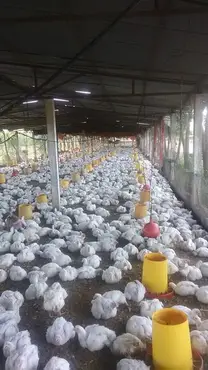 Cría de aves con comederos colgantes