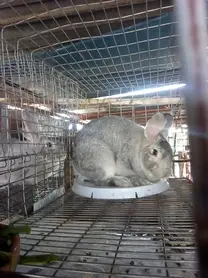 Conejo chinchilla gigante de 5 meses