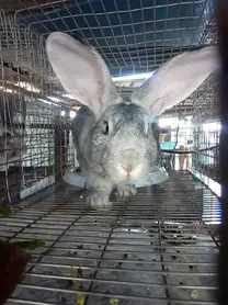 Chinchilla gigante