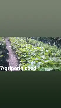 Fundó AGRIPERIA