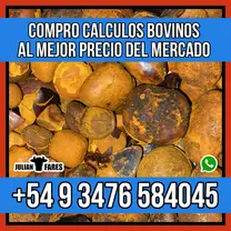 calculos biliares bovinos