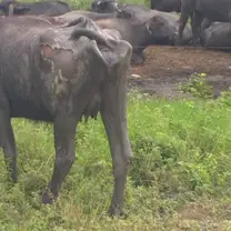 Búfala con problemas en la piel