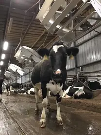 COOL THE COW
