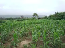agriperiaagp@gmail.com