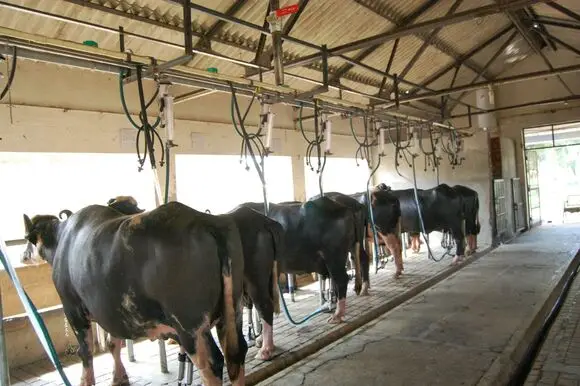 Machine milking of buffaloes at ICAR-CIRB, sub campus, Nabha - My activity