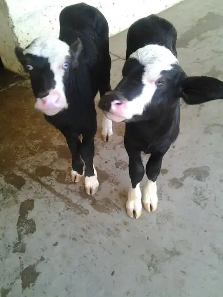 Typical Nili Ravi calves at ICAR-CIRB, sub campus, Nabha - My activity