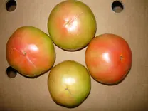 Agrietado Apical del Tomate