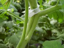 Tablillado de Tallos en Tomate