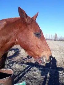 Caballo