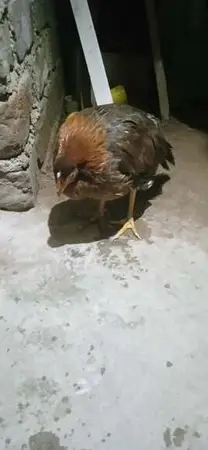 pollo triste