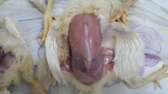 angara(hydropericard onle)in 10 days old poultry - Clinical issues