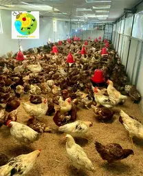 Bio-secure Poultry Farm Rural Nepal