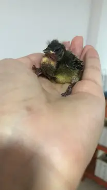 Pajarito bebe