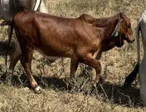 Brahman rojo puro