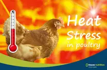 High temperatures cause drops in poultry production