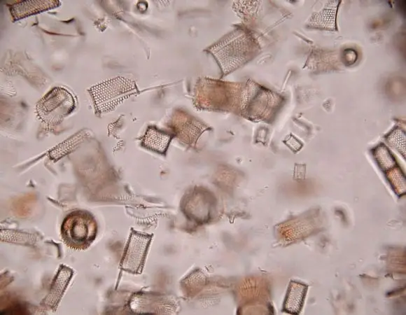 investigando las diatomeas | Foto 9727